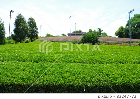 茶畑 32247772
