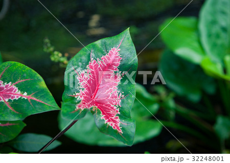 Red tropical plant leaves on the grass background Red tropical plant leaves on the grass background 32248001