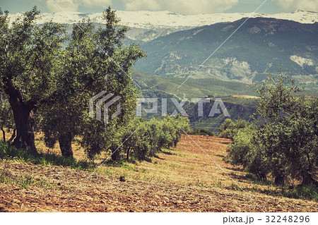 Beautiful valley with old olive trees in Granada 32248296