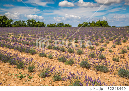 Lavender flower blooming scented fields in endless Lavender flower blooming scented fields in endless 32248449