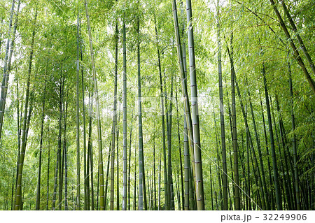 竹林 竹林 32249906