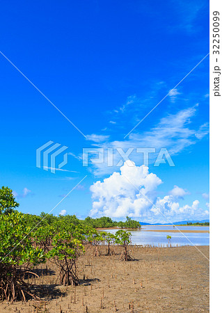 西表島　夏　八重山ヒルギ　ヤエヤマヒルギ 32250099
