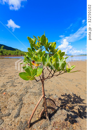 西表島 夏 八重山ヒルギ ヤエヤマヒルギ 西表島 夏 八重山ヒルギ ヤエヤマヒルギ 32250102