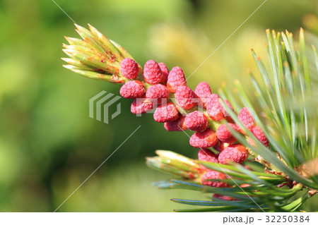 ハイマツの雄花と雌花 32250384