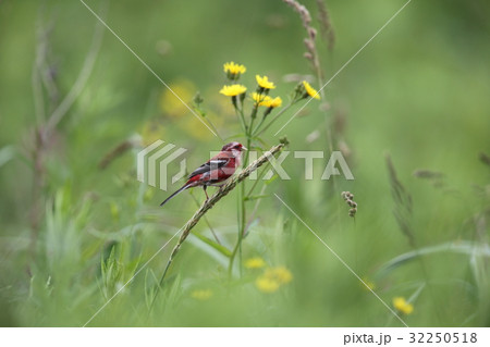 ベニマシコのオス 32250518