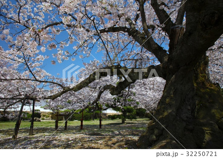 姫路城「世界文化遺産」「国宝」と桜の巨樹(西の丸庭園)/別名:白鷺城/平成百景/日本の桜名所100選 姫路城「世界文化遺産」「国宝」と桜の巨樹(西の丸庭園)/別名:白鷺城/平成百景/日本の桜名所100選 32250721