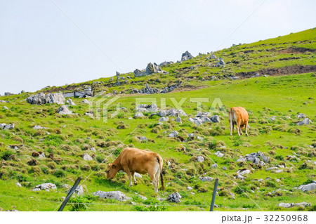 四国カルスト 四国カルスト 32250968