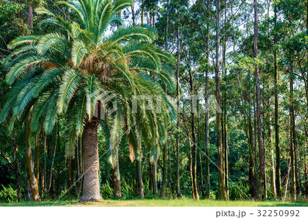 熱帯植物の森林 32250992