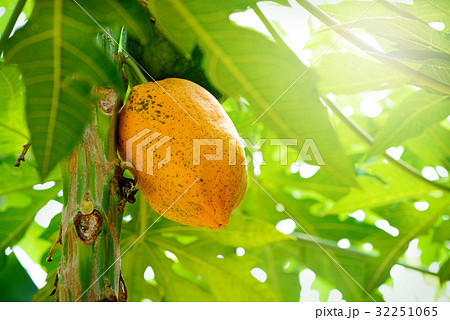 熱帯植物、パパイア 32251065