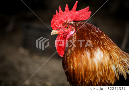 Portrait of Formidable brightly colored Rooster 32251321