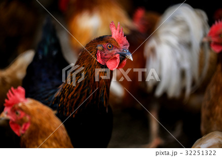 Portrait of Formidable brightly colored Hen. Free 32251322