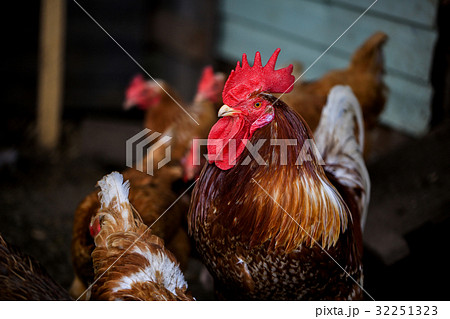 Portrait of Formidable brightly colored Rooster 32251323