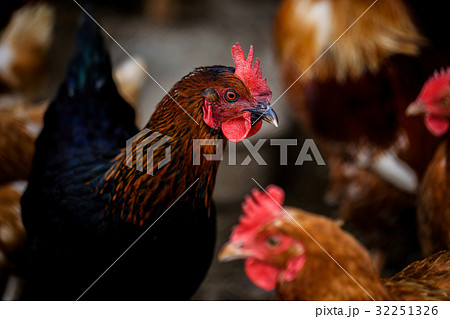 Portrait of Formidable brightly colored Hen. Free Portrait of Formidable brightly colored Hen. Free 32251326