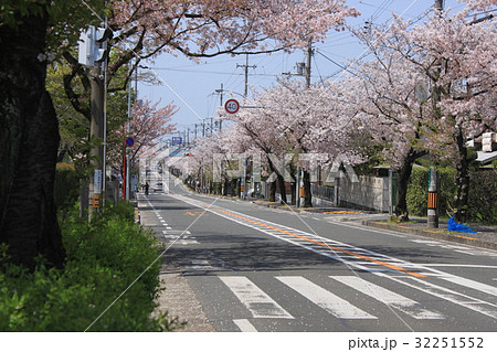 堺市堺区御陵通りの桜並木 堺市堺区御陵通りの桜並木 32251552