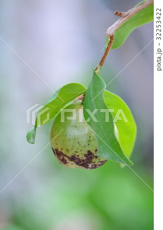 リンゴツバキ（ヤクシマツバキ） 32253422