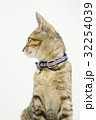 ペット　猫　横顔　 32254039