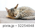 丸まって寝る仔猫 32254048