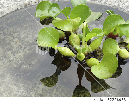 浮き草 32258088