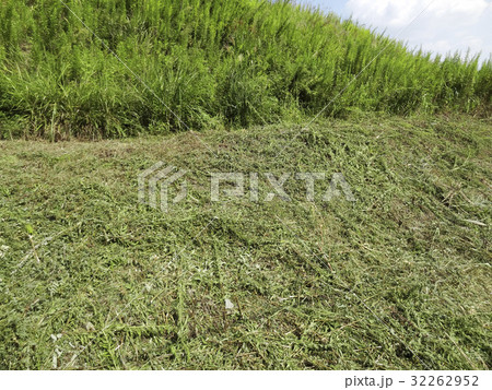 分譲地の雑草を刈った跡の写真素材 [32262952] - PIXTA