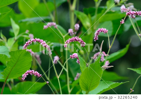 オオケタデ 32265240