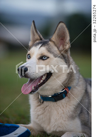 ハスキーとコリーのミックス 32265274