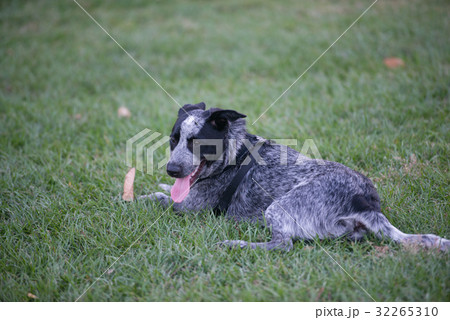 オーストラリアキャトルドッグとボーダーコリーのミックス 32265310