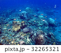 サンゴの小さな魚たち 32265321