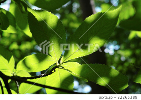 夏のイメージ 32265389