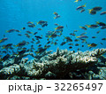 サンゴと小魚の群れ 32265497