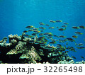 サンゴと小魚の群れ 32265498