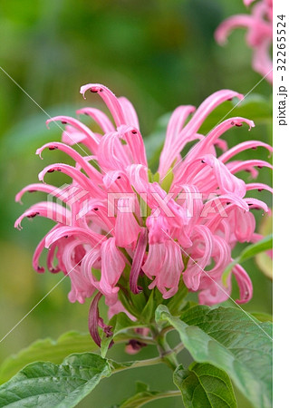 サンゴバナ サンゴバナ 32265524