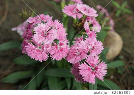 なでしこ ダイアンサス ナデシコ属 32265809