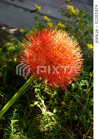 君子蘭 草 牧草 32265874