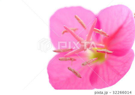 花　白バック　アカバナユウゲショウ 32266014