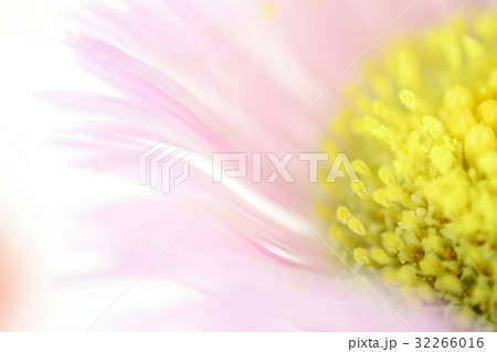 花　高倍率マクロ撮影　ハルジオン 32266016