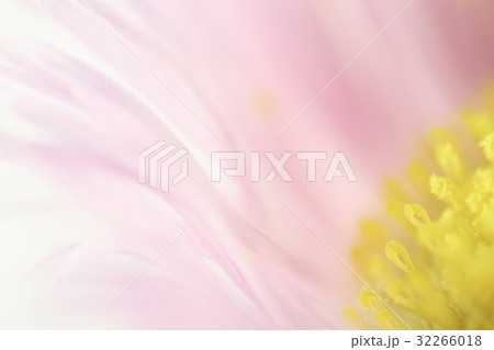 花 高倍率マクロ撮影 ハルジオン 花 高倍率マクロ撮影 ハルジオン 32266018