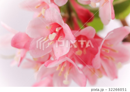 花　白バック　タニウツギ 32266051