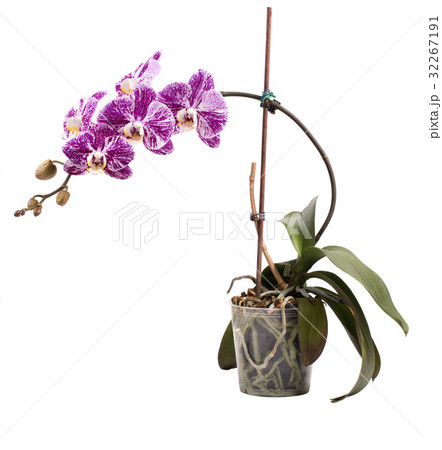 Phalaenopsis orchid bush in a pot Phalaenopsis orchid bush in a pot 32267191