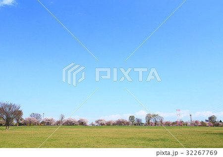 桜並木と青空 小松川千本桜 桜並木と青空 小松川千本桜 32267769