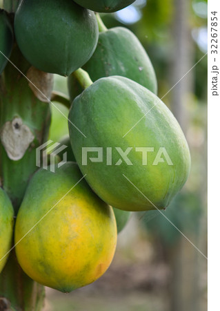 Papaya tree Papaya tree 32267854