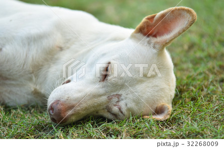 Dog lying on the lawn 32268009