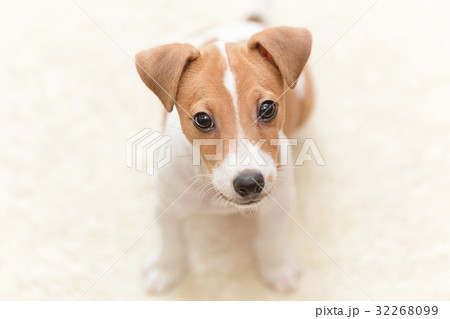 ジャックラッセルテリア 仔犬 ジャックラッセルテリア 仔犬 32268099