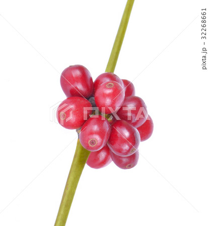 Coffee beans on a white background 32268661
