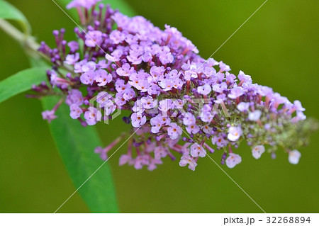 ブットレア（フサフジウツギ） 32268894