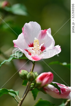 満開のムクゲ 32268996