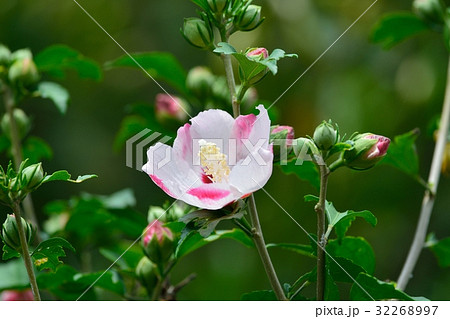 満開のムクゲ 満開のムクゲ 32268997