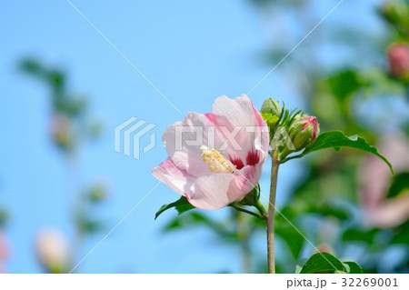 満開のムクゲ 32269001