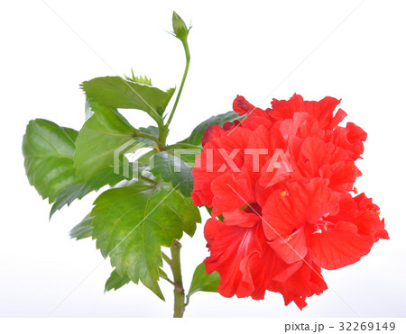 Hibiscus flowers on a white background 32269149