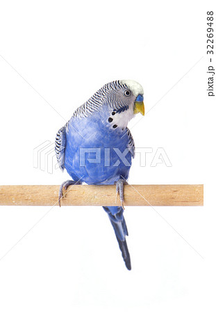 Parrot blue pet. Budgie blue, isolated on white 32269488