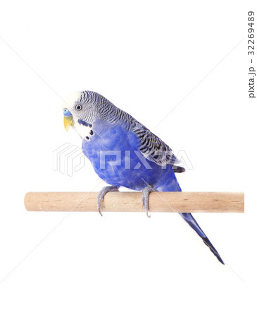 Parrot blue pet. Budgie blue, isolated on white 32269489
